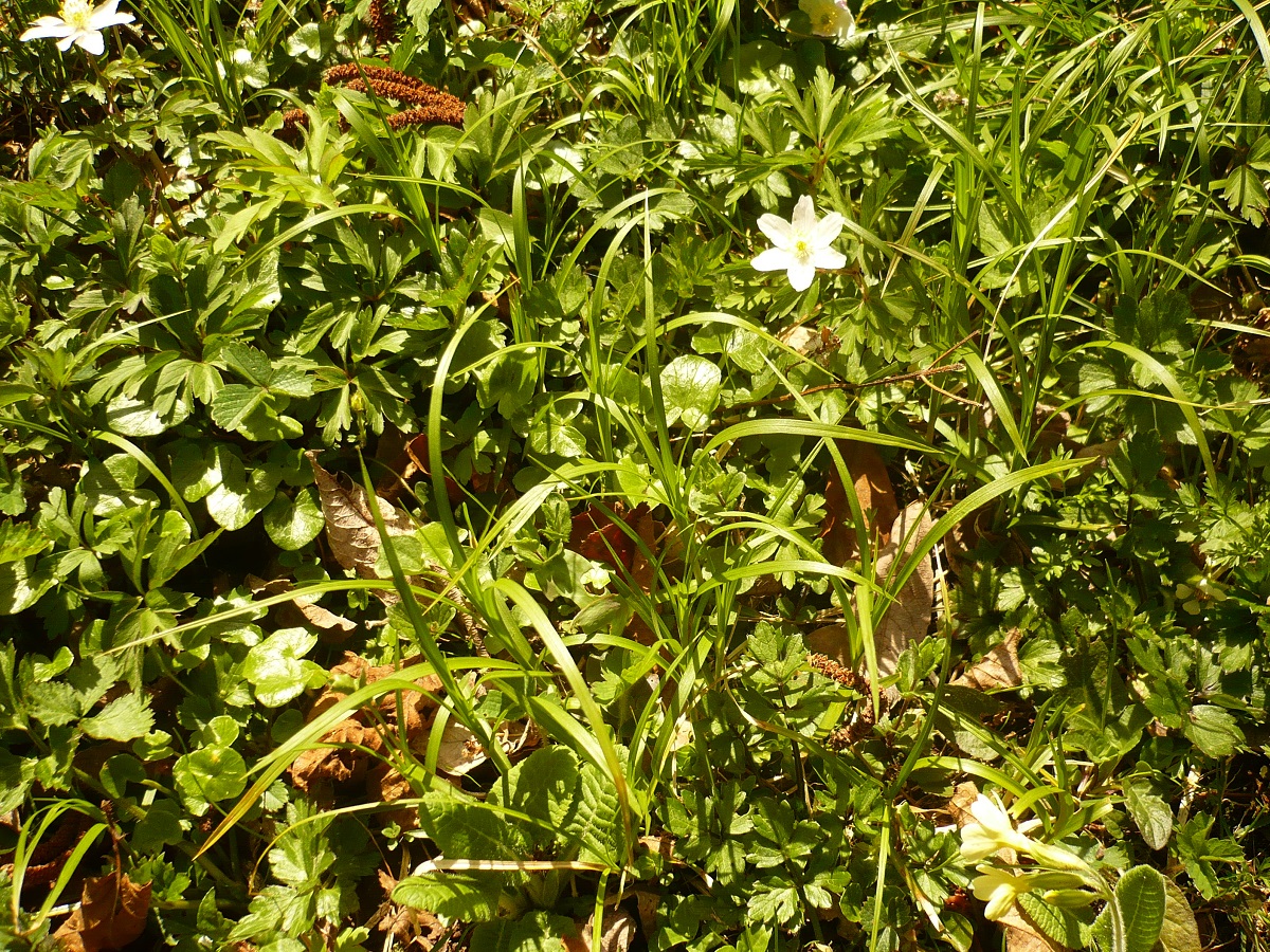 Carex brizoides (Cyperaceae)